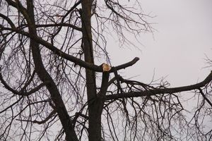 Негабаритный автопоезд вновь следует по улицам Великих Лук