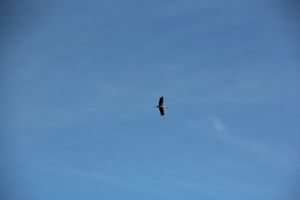 Праздник поэзии