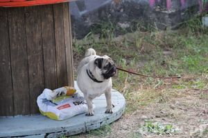 День открытых дверей на спортивно-дрессировочной площадке