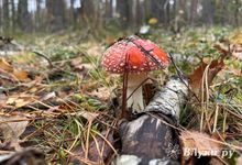 Прогноз погоды на 18 сентября в Великих Луках