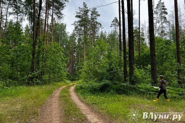 Более 3 млн рублей заплатит житель Псковской области за незаконную вырубку леса