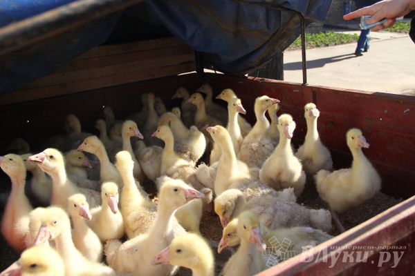 В субботу в Великих Луках пройдёт весенняя ярмарка (0+)