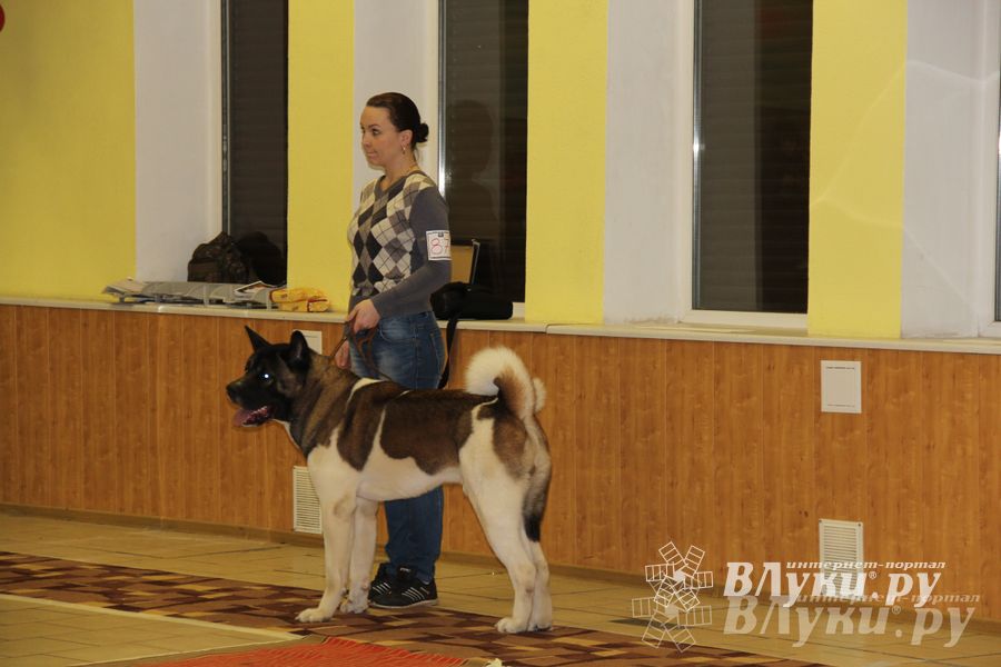 Всероссийская выставка собак в Великих Луках (фото)
