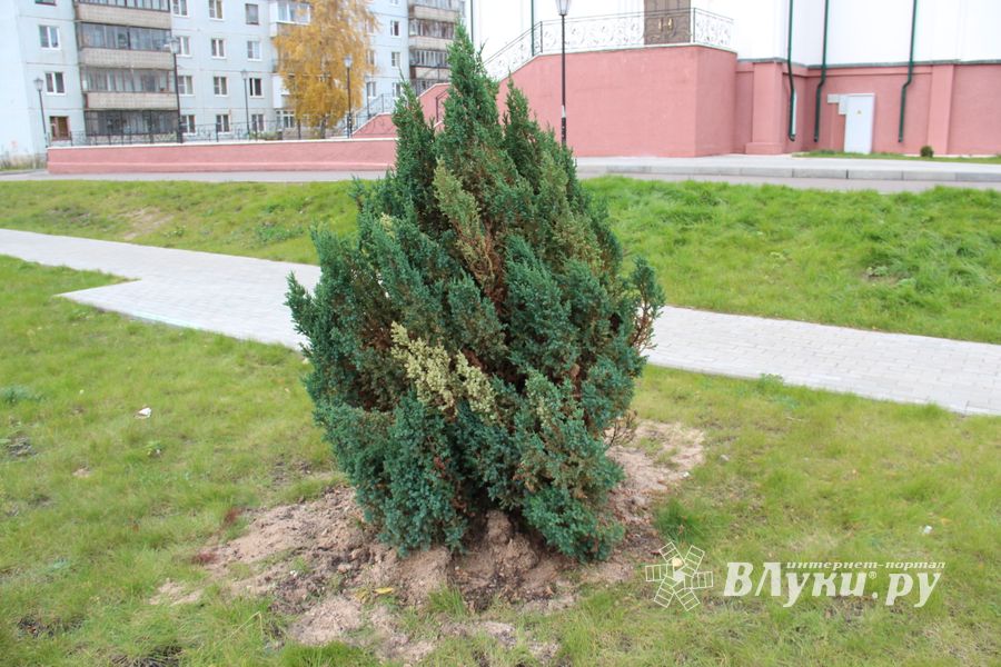 Куда исчезли пихты у Свято-Вознесенского собора в Великих Луках