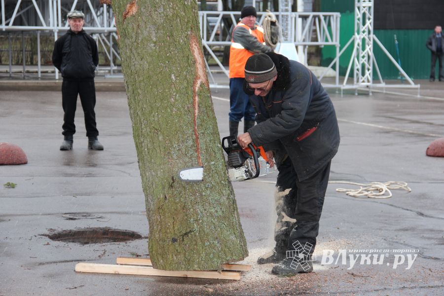 Сегодня в Великие Луки привезли главную новогоднюю ёлку (фото)