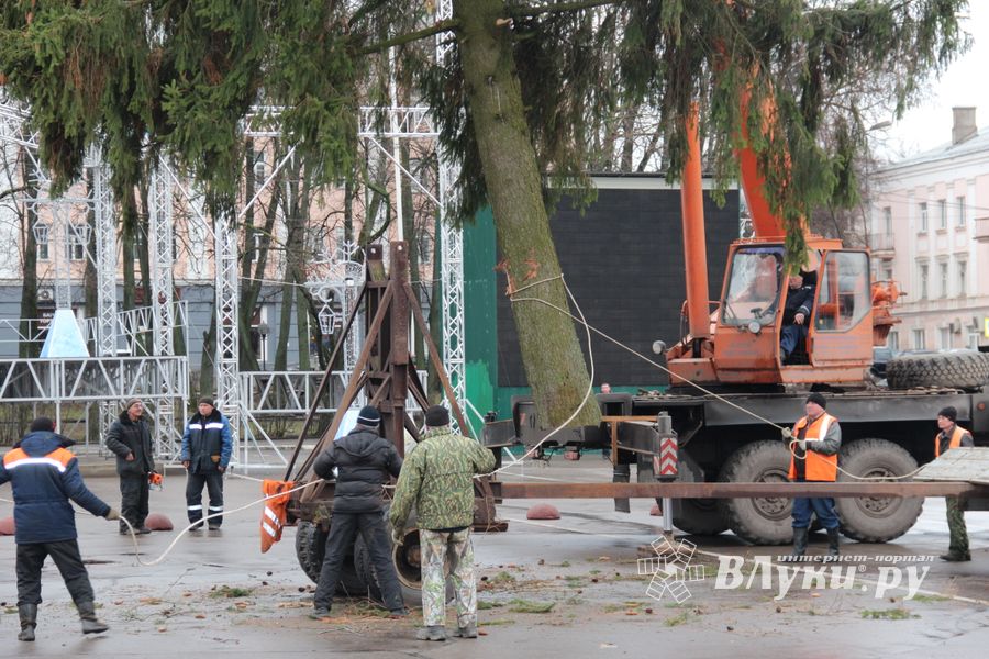 Сегодня в Великие Луки привезли главную новогоднюю ёлку (фото)