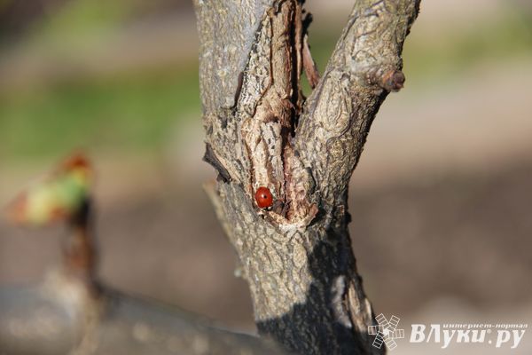 Завтра в Псковской области прогнозируют +15