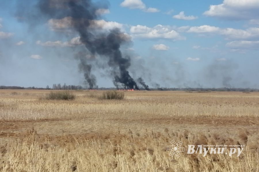 В Великих Луках вновь жгут траву (ФОТО)