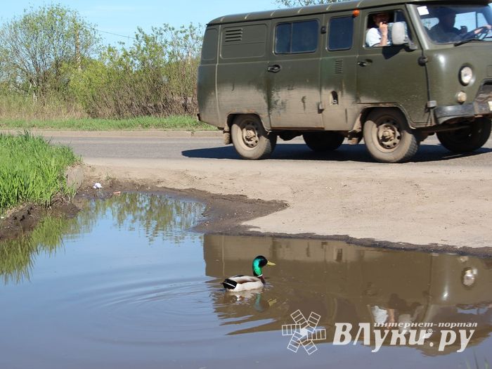 Фотофакт: селезню приглянулась лужа на дороге