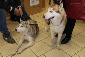 Всероссийская выставка собак в Великих Луках (фото)