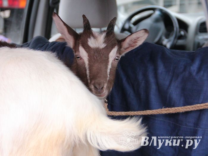 В Великих Луках проходит Весенняя ярмарка