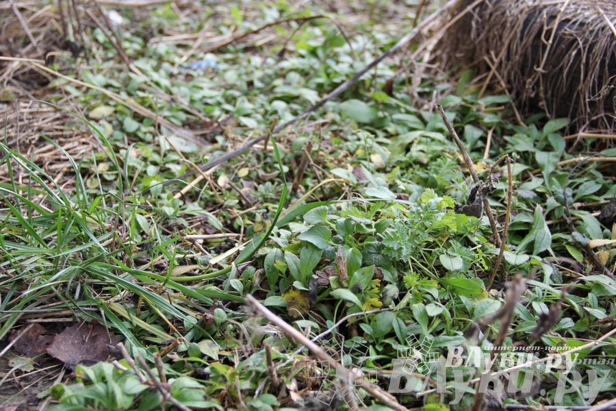 Этот странный январь