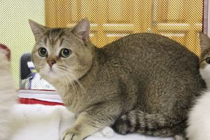 В Великих Луках прошла выставка кошек (фото)