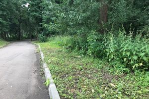 Дятлинку покосили (ФОТО)