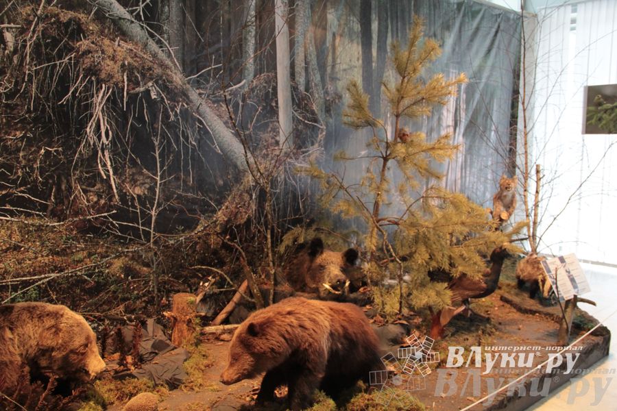 Обзор выставок Краеведческого музея