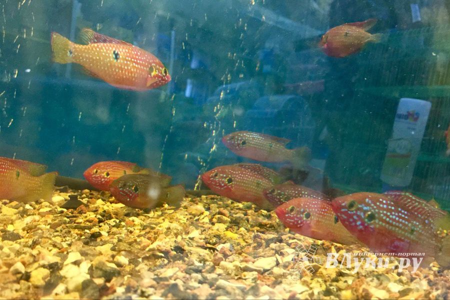 «Zooбастики»: подарите праздник своим любимцам! (ФОТО+ВИДЕО)