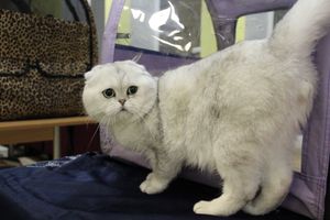 В Великих Луках прошла выставка кошек (фото)