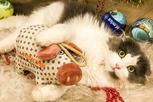 ВЛуки.ру и «Zooбастики» объявляют конкурс «Новогоднее хрю-фото»