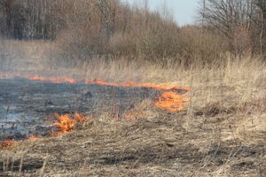 Великолукский район полыхает (ФОТО; ВИДЕО)