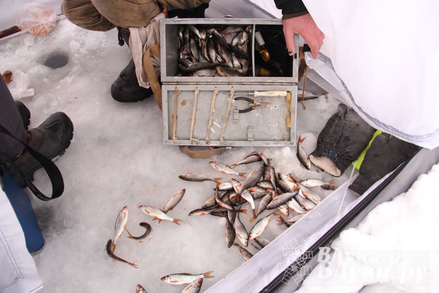 Подведены итоги Открытого чемпионата Великих Лук по рыболовному спорту (фото)