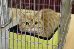 В Великих Луках прошла выставка кошек (фото)