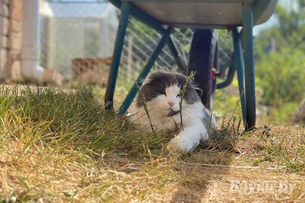 Жаркий август прогнозируют в Псковской области