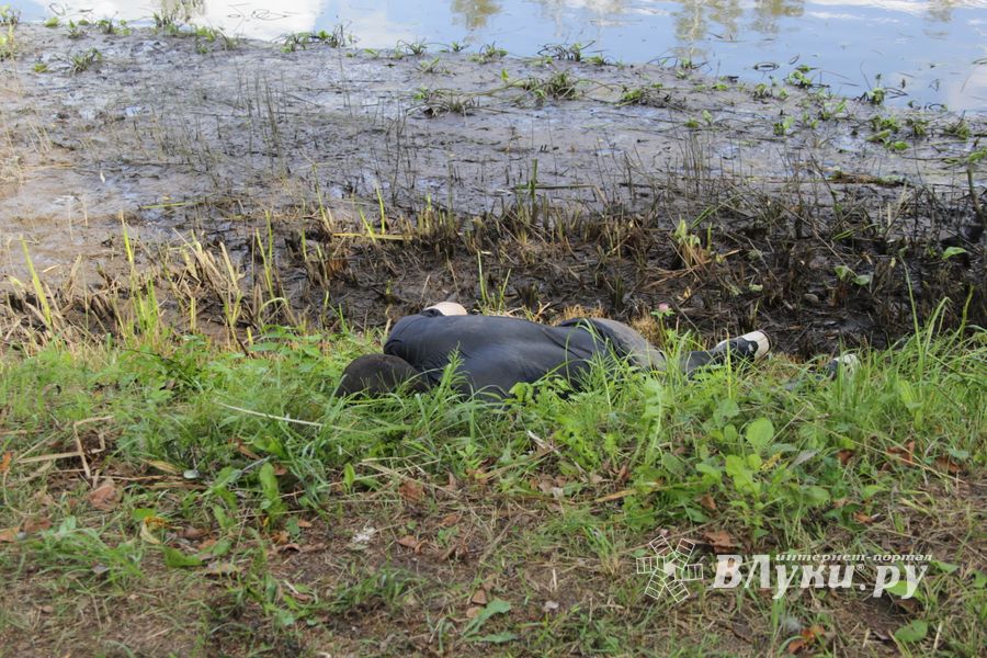 В Великих Луках обнаружили тело мужчины, который утонул 21 августа (ФОТО)