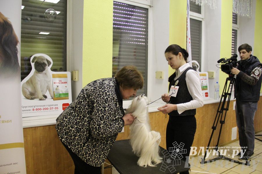 Всероссийская выставка собак «Великие Луки — 2014»