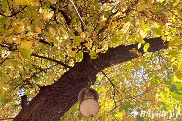 Жителям Псковской области назвали сроки прихода бабьего лета