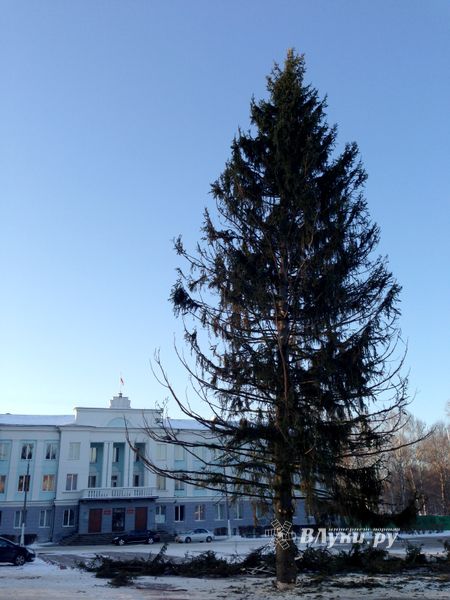 Новогодняя ель приехала в Великие Луки