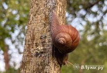 Прогноз погоды на 27 июня в Великих Луках