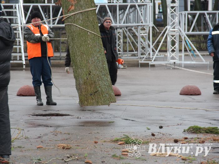 Сегодня в Великие Луки привезли главную новогоднюю ёлку (фото)