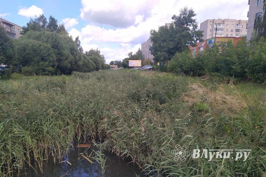 Великолучанка написала губернатору про «загубленную речушку» (ФОТО)