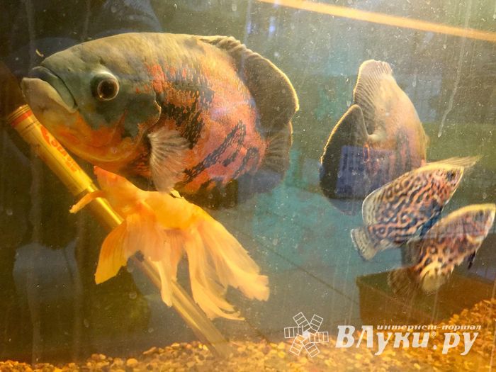 «Zooбастики»: подарите праздник своим любимцам! (ФОТО+ВИДЕО)