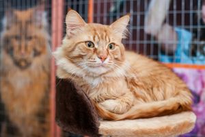 В Великих Луках пройдет контактная зоовыставка — время гладить котиков! (ФОТО)