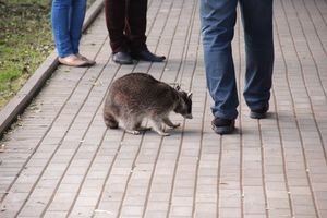 «Куклоград» и «Город мастеров» на праздновании Дня города Великие Луки (ФОТО)