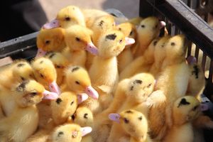 СТЦ «СтройСам» порадовал великолучан на универсальной ярмарке «Весна-2018» (ФОТО)