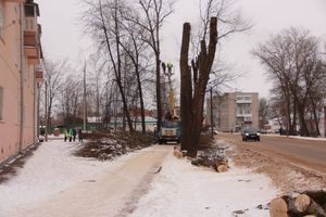 Одни ещё обрезают, а другие уже жалуются губернатору (ФОТО)