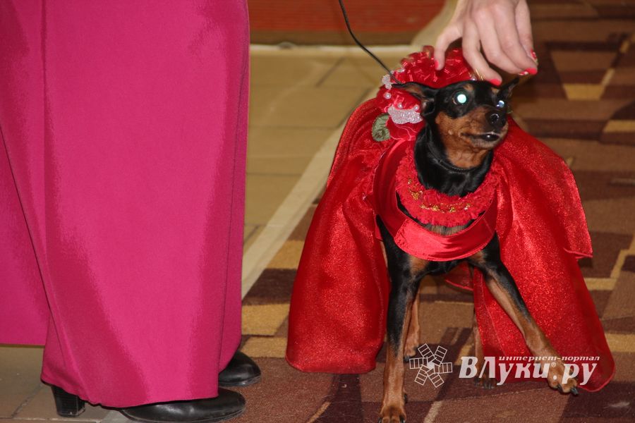 Всероссийская выставка собак в Великих Луках (фото)