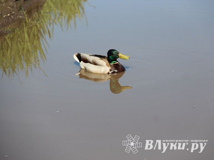 Фотофакт: селезню приглянулась лужа на дороге