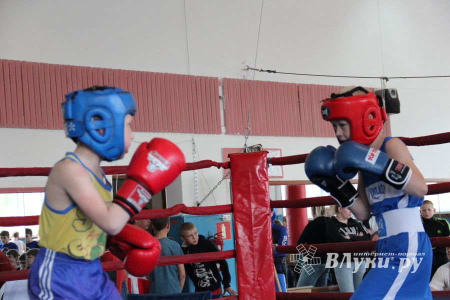 В Великих Луках прошло Первенство города по боксу (ФОТО)