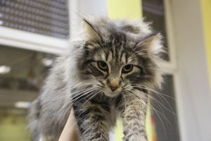 В Великих Луках прошла выставка кошек (фото)