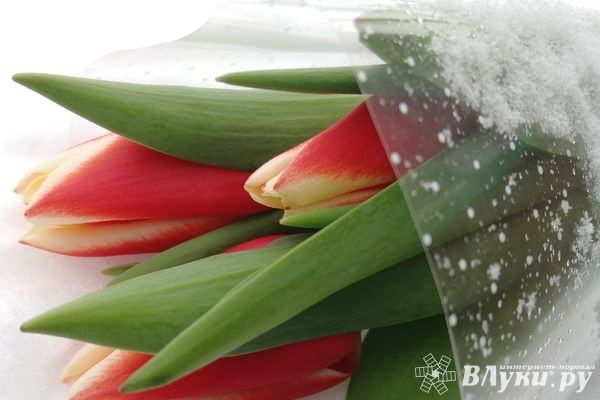 В Великих Луках пройдёт цветочная ярмарка к 8 марта