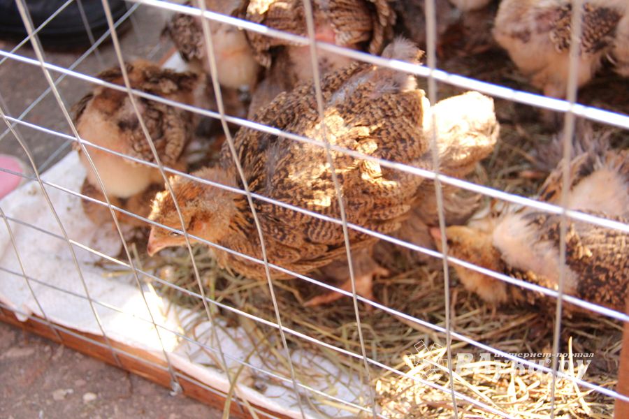 СТЦ «СтройСам» порадовал великолучан на универсальной ярмарке «Весна-2018» (ФОТО)