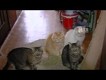 Импульс-ТВ: Всемирный день кошек