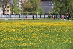 Великие Луки принимают чемпионат области по легкой атлетике (ФОТО)