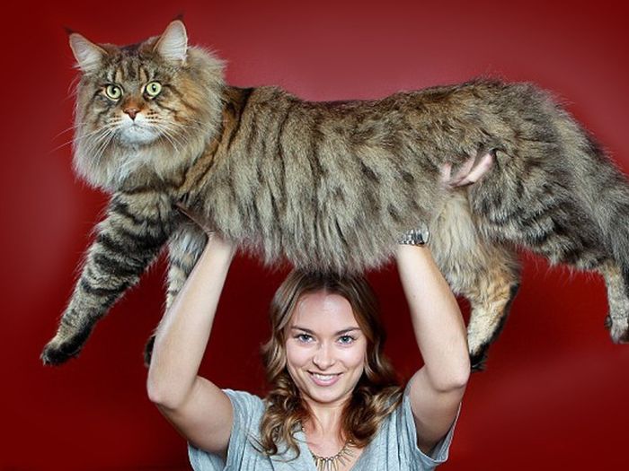 В Великих Луках пройдет контактная зоовыставка — время гладить котиков! (ФОТО)