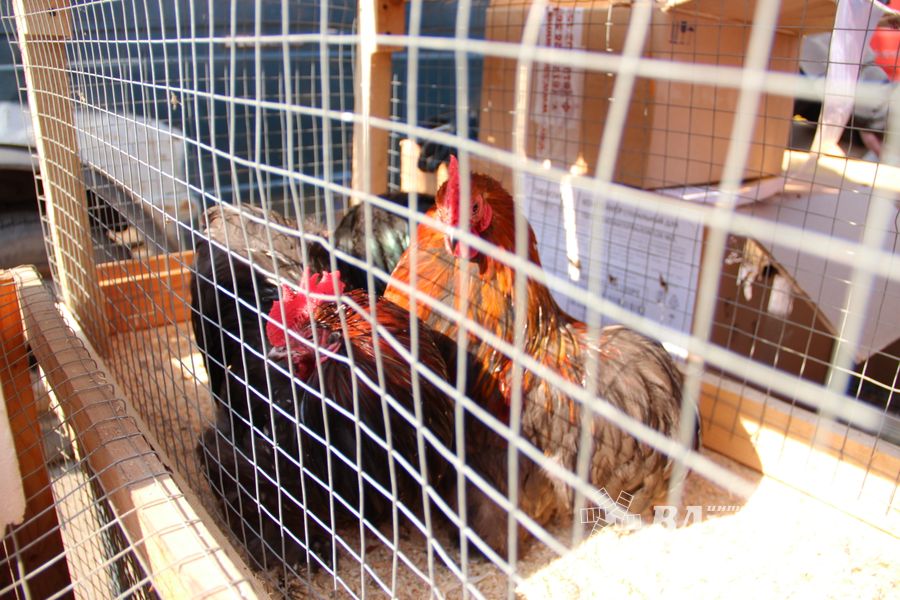 СТЦ «СтройСам» порадовал великолучан на универсальной ярмарке «Весна-2018» (ФОТО)