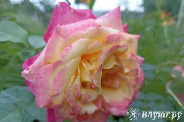 Сегодня в Великих Луках возможен небольшой дождь