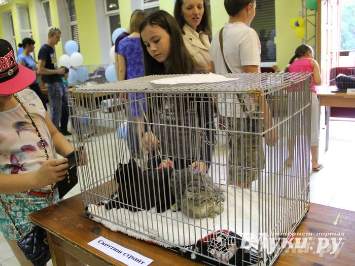 В Великих Луках прошла выставка кошек (фото)